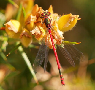 Red damselfly