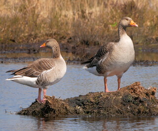 Greylag geese #2