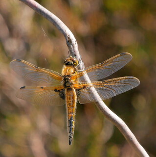 Four-spotted chaser dragonfly
