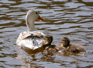Hybrid mallard with young