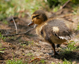 Duckling