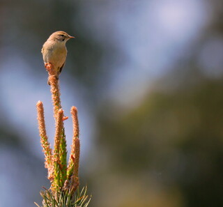 Willow warbler
