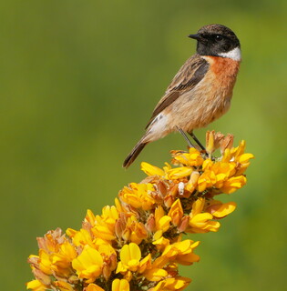 Stonechat on gorse #1