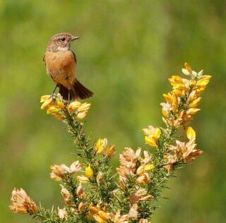Stonechat on gorse #5