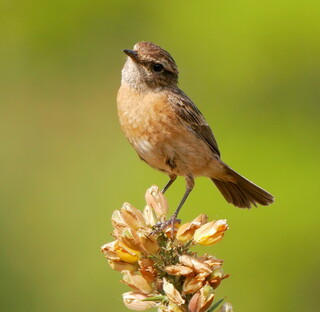 Stonechat on gorse #4