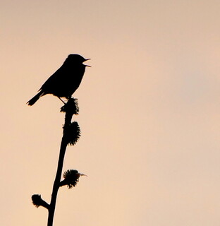 Sunset robin silhouette