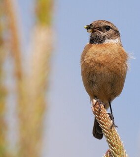 Stonechat with lunch