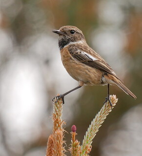Stonechat