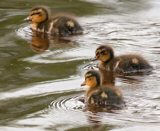 Fluffy ducklings