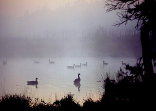Twilight geese
