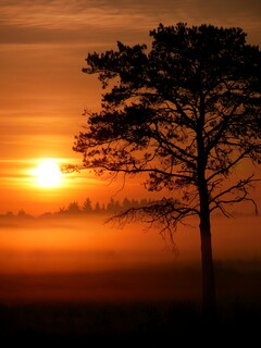 Thursley sunrise #5