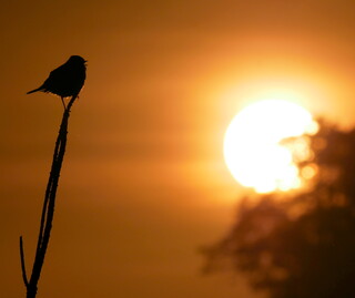 Sunrise stonechat