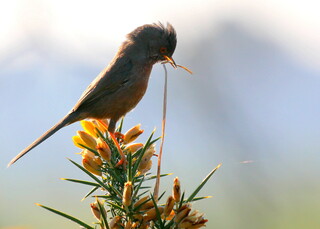 Dartford warbler with nesting material #1