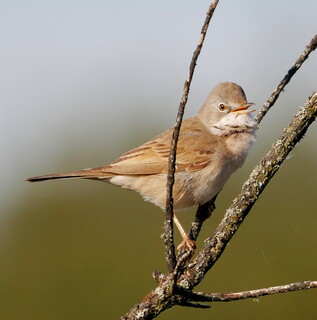 Whitethroat