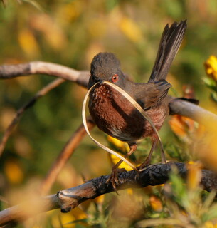 Dartford warbler with nesting material #2
