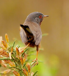 Dartford warbler