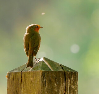 Robin on a post