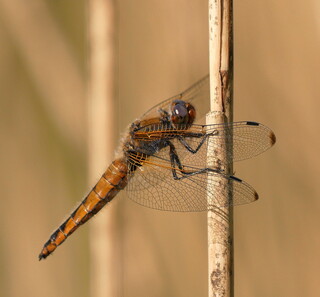 Four-spotted chaser on a reed