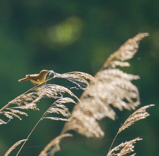Reed warbler collecting nesting material