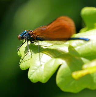 Damselfly