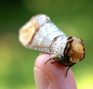 Buff tip moth