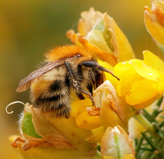 Common carder bumblebee on gorse
