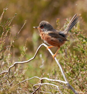 Dartford warbler with late breakfast