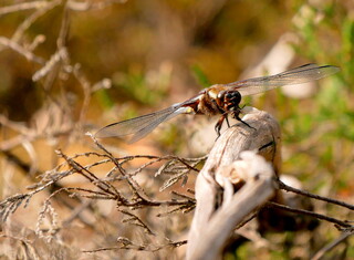 Dragonfly on dead wood