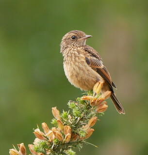 Young stonechat on gorse