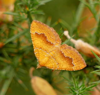 Yellow shell moth