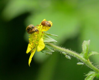 Beetles are still having sex