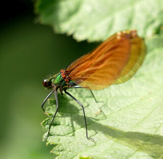 Beautiful demoiselle