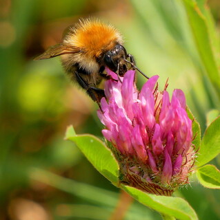 Common carder bumblebee on clover #1