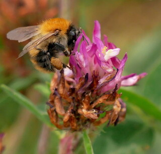 Common carder bumblebee on clover #2