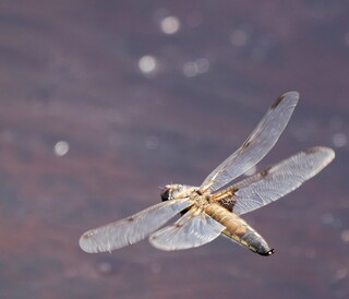 Four-spotted chaser dragonfly on the wing