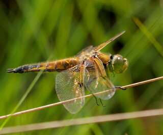 Four-spotted chaser dragonfly perched
