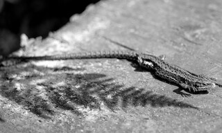 Common lizard in black and white