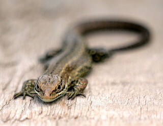 Common lizard