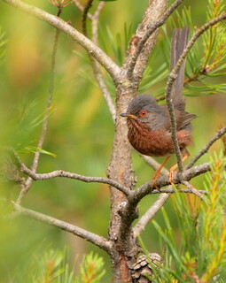 Dartford warbler