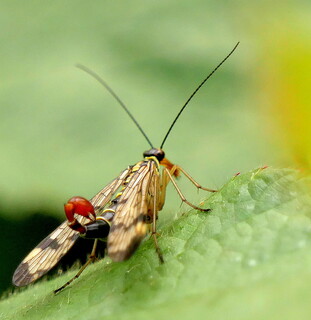 Male scorpionfly