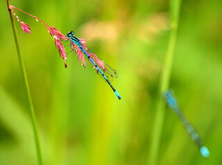 Azure damselflies