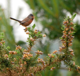 Dartford warbler