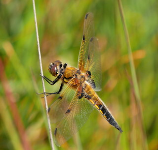 Four-spotted chaser dragonfly