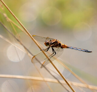 Dragonfly