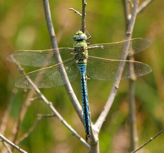 Emperor dragonfly