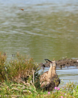 Curious curlew and four-spotted chaser dragonfly