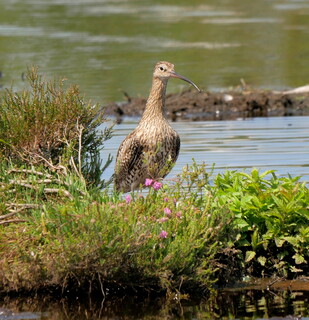 Curlew