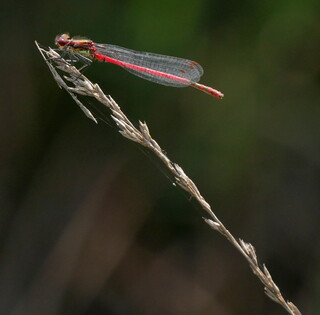 Red damselfly