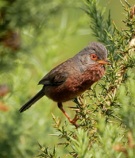 Dartford warbler