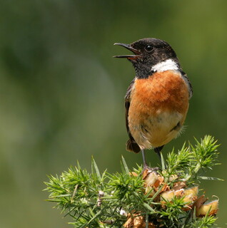 Stonechat singing